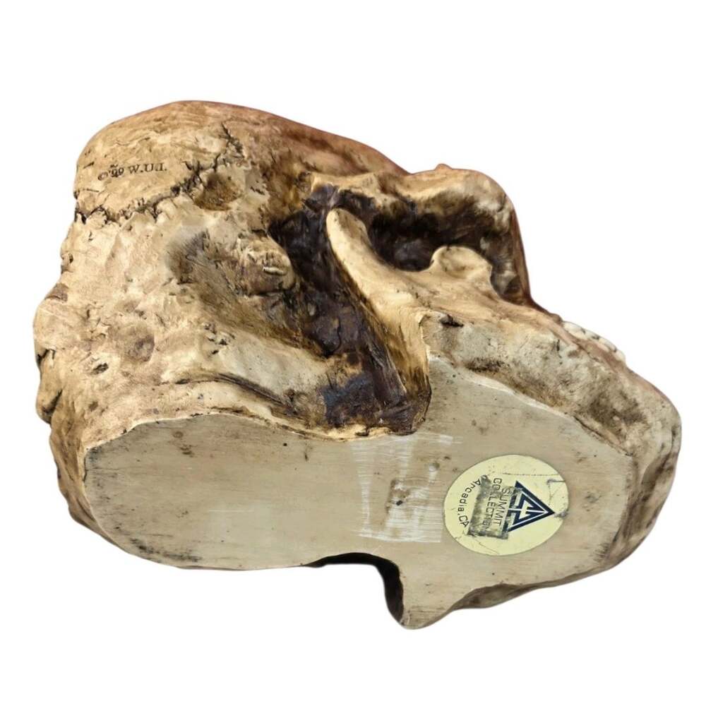 Summit Collection Resin Realistic Skull - Picture 5 of 6